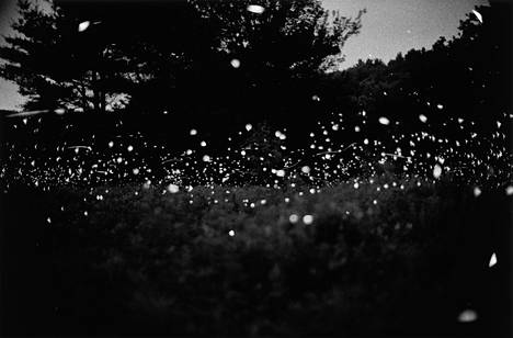 Untitled (1996) from the Fireflies series.