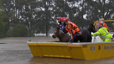 Pelastustyöntekijät pelastivat kaksi ponia tulvista Milperrassa Sydneyn metropolialueella 3. heinäkuuta. 