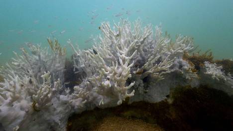 Vaalenevia koralleja on havaittu muun muassa Brasiliassa. Kuva otettu huhtikuussa.