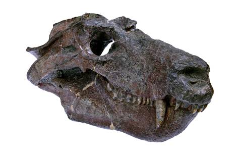 Fossilized skull of the synapsid Cynognathus. It lived in the Triassic period, which began after the Permian mass extinction.