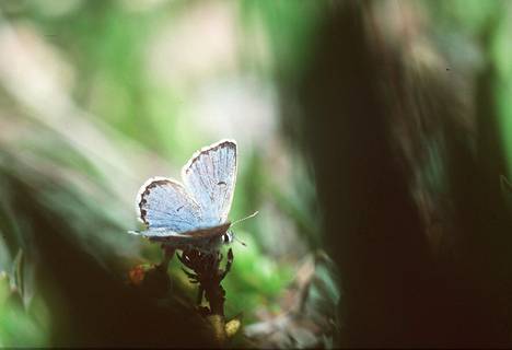 A gray heron's wing photographed on Säkylänharju in 2002.