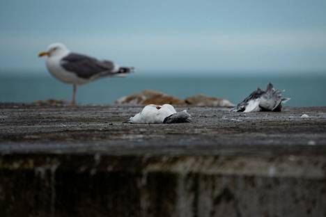 Dead seagulls on the old pier in Vesisaari.