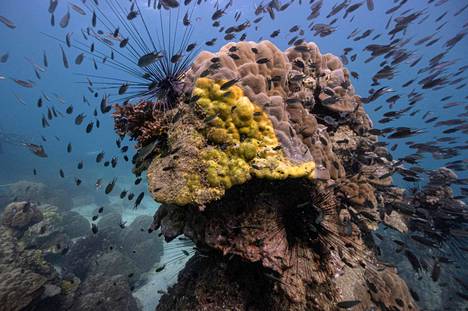 Koralliriutassa näkyvät keltaiset muodostelmat kertovat Samae Sanin saaren edustalla olevan korallin sairastuneen bakteeritautiin.