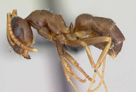 Lasius neglectus -muurahaisen uhkana on sienitauti, joka tarttuu ja näivettää.