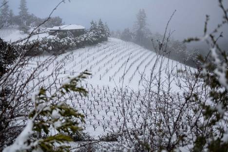Lumi peitti viinitilan Kalifornian Redwood Cityssa.