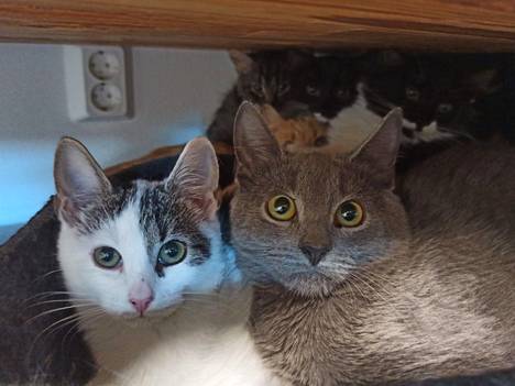 Brianna ja Tauros kuuluvat noin sadan kissan populaatioon, johon kuuluu ainakin kaksi kantaemoa.
