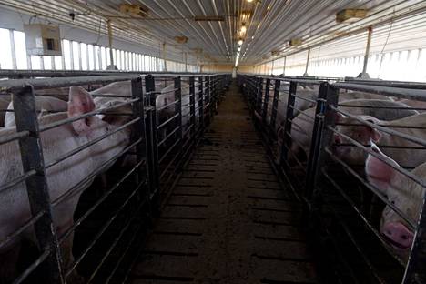 Mike Pattersonin tilalla Minnesotassa siat on pantu dieetille, jotta ne eivät kasva liian isoiksi.