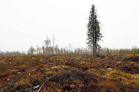 Metsäteollisuus ja metsänomistajat pelkäävät, että EU:n kiristyneet päästövähennystavoitteet tarkoittavat uusia rajoituksia hakkuille. Kuva Metsähallituksen mailta Suomussalmelta syksyltä 2014.