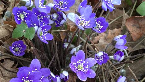 HS Espoo | Espoossa sinivuokot ovat jo kukassa: Moni kukka kukkii nyt tavanomaista aiemmin