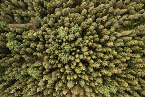 EU-komission perjantaina julkaisema metsästrategia on luonteeltaan poliittinen linjapaperi eli ei suoraa lainsäädäntöä. 