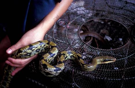 Käärmeitä oli myynnissä Guangdongin maakunnan Shenzhenissä sijaitsevalla torilla vuonna 2000.