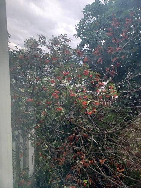 A rowan tree partially fell on the balcony in Harjavalla as a result of the storm on Tuesday.