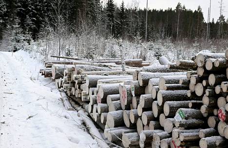 Tuoreen raportin mukaan Suomessa toimii ainakin parikymmentä erilaista metsärahastoa ja ulkomaista sijoittajatahoa.
