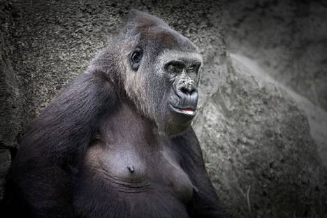 Gorillakin etsii joskus viihdykettä.