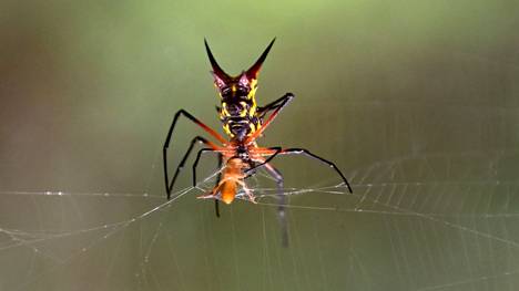 Hämähäkki seitillään Cuyabenossa Equadorissa maaliskuussa. Tutkijoiden mukaan hämähäkit käyttävät seittejään myös äänen poimimiseen.