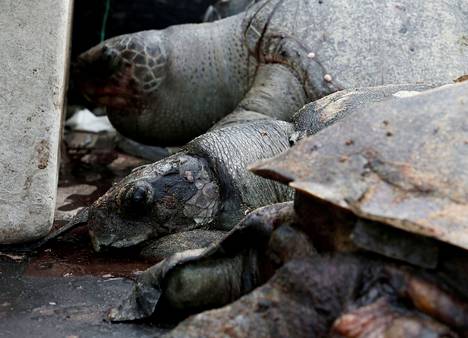 Kuolleita kilpikonnia lastattiin rekkoihin pari viikkoa sen jälkeen, kun rahtialus syttyi tuleen Sri Lankan edustalla.