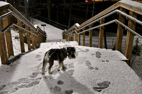 Koira ihmetteli yön aikana satanutta ohutta lumikerrosta aamulenkillään Espoon Suvelassa 23. marraskuuta.