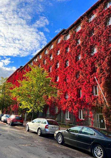 Taka-Töölön Kivelänkadulla kokonainen seinä hohtaa punaisena.