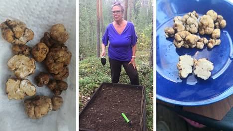Riitta Mannio nosti viikonloppuna perunaa istutuslaatikosta, kun hän löysi mullan seasta vaaleita tryffelimäisiä palleroita. Ensi viikolla selviää, onko kyse tryffeleistä vai ei.