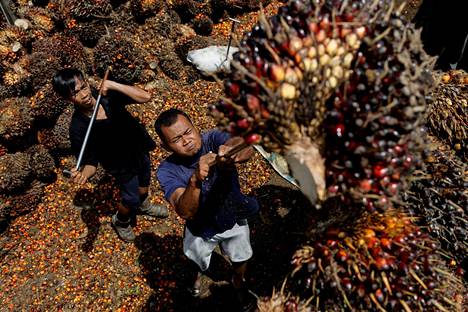 Työntekijät lastaavat öljypalmun hedelmiä tehtaille kuljetettavaksi Indonesian Pekanbarussa.