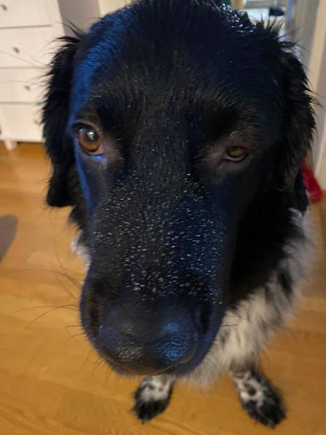 Jenni Seebergin Lasse-koiran toinen silmä turposi lähes umpeen joulukuussa. Äkilliselle voimakkaalle reaktiolle ei löytynyt syytä.