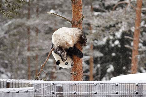 Isopanda Jin Bao Bao eli Lumi peuhaamassa lumessa Ähtärissä vuonna 2018.