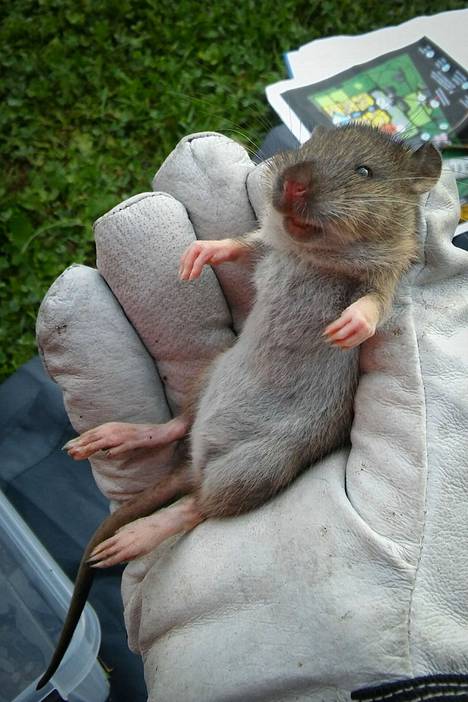 Kaupunkirottatutkimuksessa on jäljitetty rottien kulkureittejä muun muassa eläimiä siruttamalla.