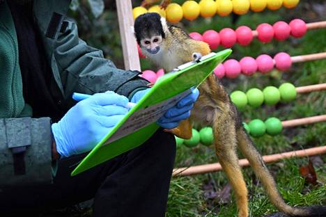 Zoosiana eläintarha kertoi, että sen 12 oravasaimiria oltaisiin varastettu. Oravasaimirit ovat pienikokoisia apinoita. Kuvassa oravasaimiri Lontoon eläintarhassa.