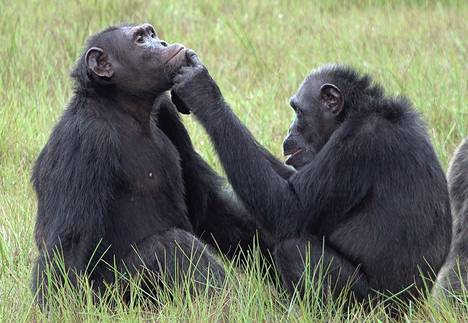 Simpanssit näyttävät huolehtivan paitsi omista myös toisten haavoista. 