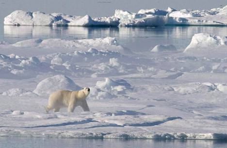 Jääkarhu käveli jäälautalla Baffinin lahdella Kanadassa 2008. Muovisaaste uhkaa pohjoisten merialueiden herkkää ekosysteemiä.
