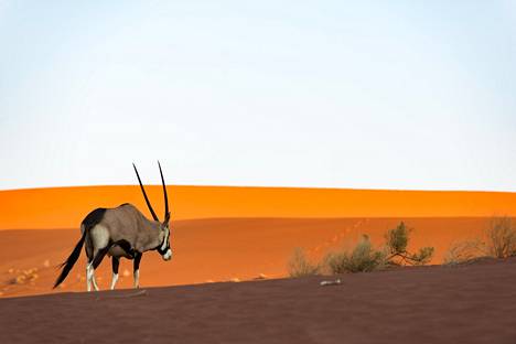 Luontoelämyksiä etsivä löytää huikeita maisemia Namibin aavikolta Namibiasta.