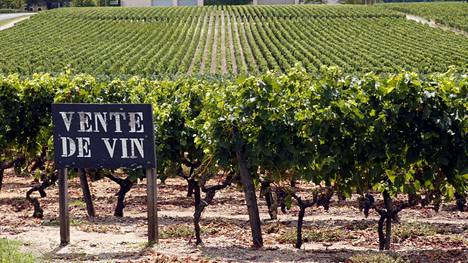 Rankat raekuurot iskivät Ranskan tärkeälle viininviljelyalueelle – Bordeaux’n tuotannosta suuri osa tuhoutunut