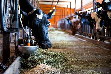 Lehmät syövät Suomessa pääosin nurmiravintoa säilörehuna ja laitumella.