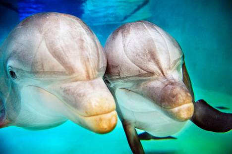 Aktivisteja kummastuttaa, miksei kreikkalainen eläinpuisto Attica anna  selkeää vastausta Särkänniemen delfiinien tilanteesta - Kotimaa 