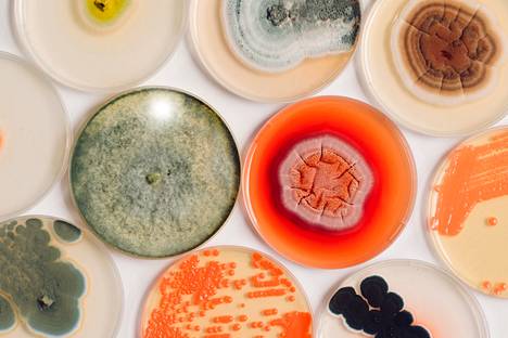 Microbes in the BioColour project.