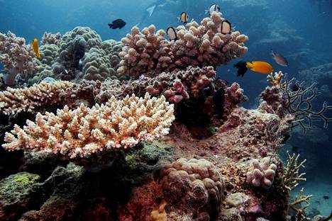 Toipuvia koralleja Cairnsin rannikolla Australiassa lokakuussa 2019.