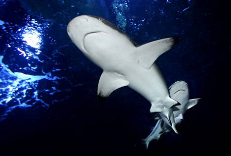 Sharks have a sense of smell that has little to no snout.
