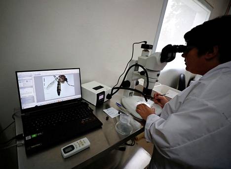 Biologi Marianela Garcia Alba tutkii hyttystä mikroskoopilla. Tavoitteena on tehdä säteilylle altistuneista hyttysistä hallitseva tyyppi ja hillitä näin denguekuumeen leviämistä.