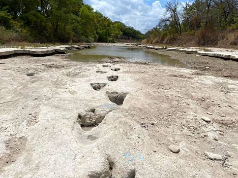 Kuivuus on tuonut esiin dinosaurusten jalanjälkiä joen pohjalta Dinosaur Valley State Park -osavaltionpuistosta Texasista Yhdysvalloista. 