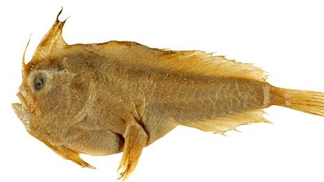 Viikon eläin | Simpukanpyynti lähti käsistä – harvinainen australialainen käsikala kuoli sukupuuttoon