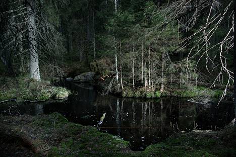 Kotisten aarniometsää Evon suojelualueella Hämeessä. Alueen metsiä on alettu suojella jo 1900-luvun alkupuolella.
