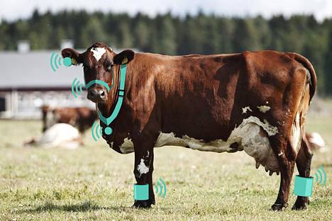 Lehmänkin saa tuottamaan sähköä, ainakin omiin tarpeisiin – Energianlouhinnalla saadaan pieniä määriä sähköä oikeisiin paikkoihin