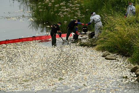 Efforts are being made to collect dead fish out of the river.