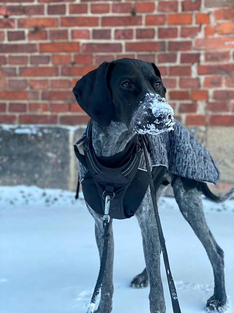José on saapunut kesällä Katajannokalle Kreetalta. Koira on ollut järkyttynyt siitä, miten kipeältä lumi on tuntunut tassujen alla.
