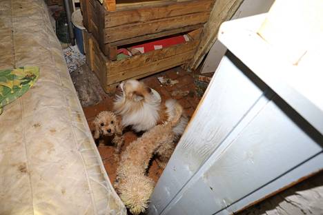 Poliisin vuonna 2019 välittämä kuva koirista, jotka liittyivät poliisin tutkimaan törkeään eläinsuojelurikokseen. Poliisi löysi naisen asunnosta 26 erittäin huonokuntoista pientä koiraa, jotka kaikki jouduttiin lopettamaan.