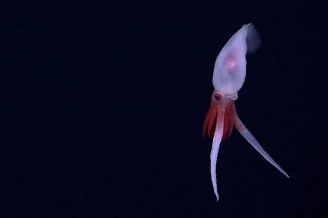 The Promachoteuthis squid was now observed alive for the first time.