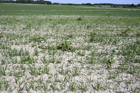 The heat should increase fertility in Finland, but on the other hand, droughts and new rains are causing gray hair for farmers.  The picture shows a field in Tuusula from the summer of 2023, when Finland's grain harvest was 16 percent below the ten-year average due to the drought in the early summer and the wetness in the late summer.  2022 was a normal harvest year, but 2021 and 2020 were clearly weaker than usual.