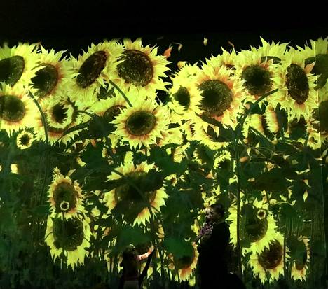 Auringonkukat kasvoivat valtaviksi Kumun näyttelyssä. – Kuva näyttelyn viimeiseltä päivältä.