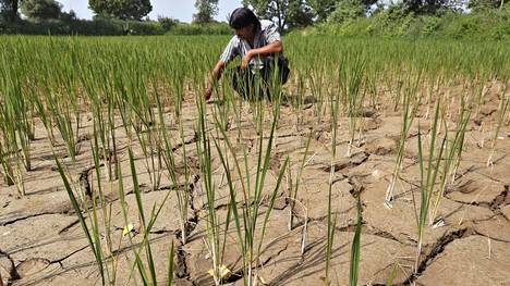 YK varoittaa: Suurin osa maailman ruoantuotannosta on vain yhdeksän ilmastonmuutokselle alttiin viljelykasvin varassa