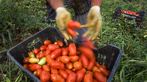 Suomeenkin tuotavien tomaatti­säilykkeiden tuotanto rikkoo ihmisoikeuksia: Italian tomaatti­työläisten työ­olot ovat surkeita